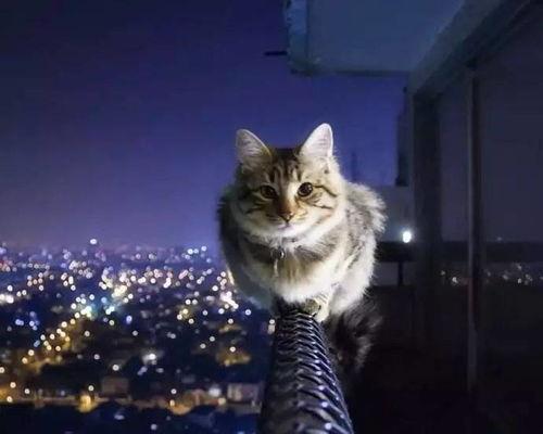 娱乐吃瓜猫捉鸟百度云